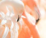 Flamingo's  von Harrie Muis Miniaturansicht