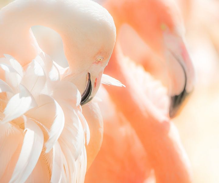 Flamingo's  by Harrie Muis