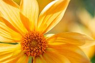 Gelbe Blume von Anneke Hooijer Miniaturansicht