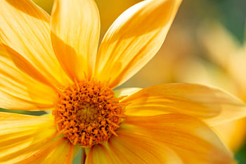 Gelbe Blume