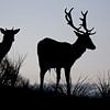 Herten op duinheuvel in de ochtend van AudFocus - Audrey van der Hoorn