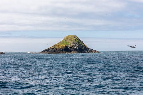 Island with flying puffin