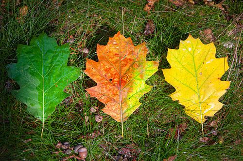 Transient von Cornelius Fontaine