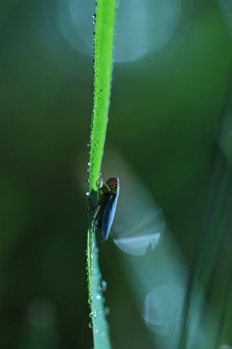 Cigale en vert