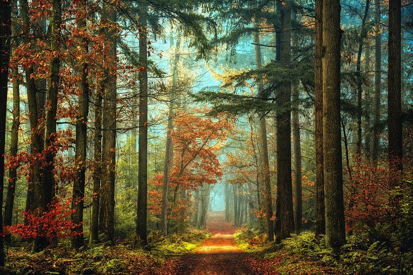 Ou est le petit Chaperon Rouge van Lars van de Goor