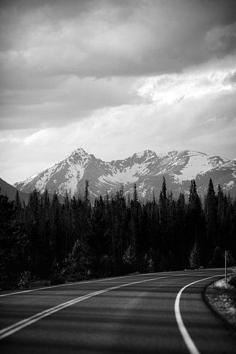 Forest road with view