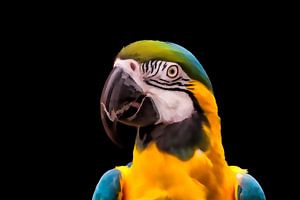 Portrait of a Blue and Yellow Macaw Parrot von Tim Abeln