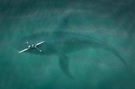 Kano boven Walvis in de zee van Sarah Richter thumbnail