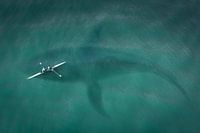 Kanu über Wal im Meer