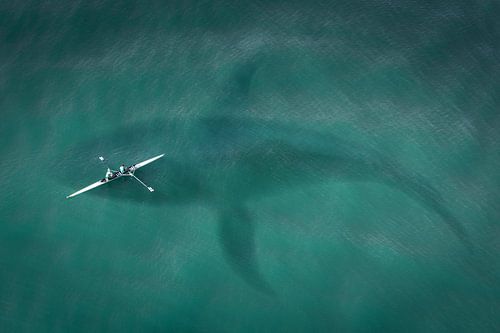 Canoë au-dessus de Baleine dans la mer