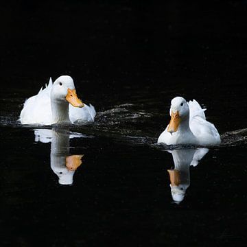 Enten abwechselnd spiegeln von Henk Zielstra