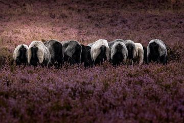 Grazende heideschapen van GoodMoodPhotos