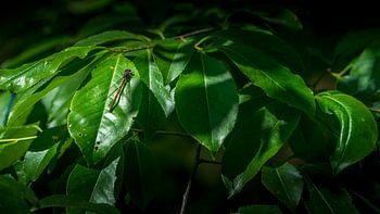 Gros plan d'une libellule rouge sur une feuille