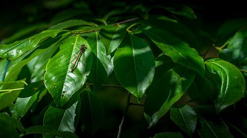 Close-up of a red dragonfly on a leaf