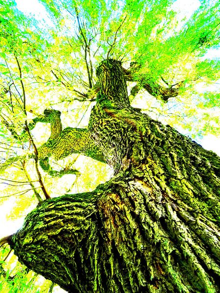 Tree Magic 174 von MoArt (Maurice Heuts)