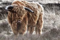 Schotse Hooglander