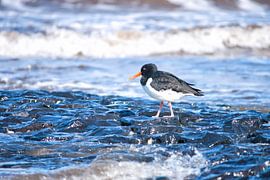 Vogel auf See von Vivian Fotografie