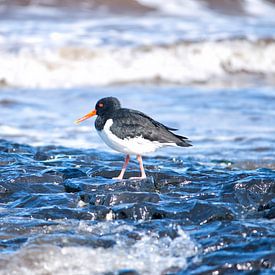 Vogel auf See von Vivian Fotografie