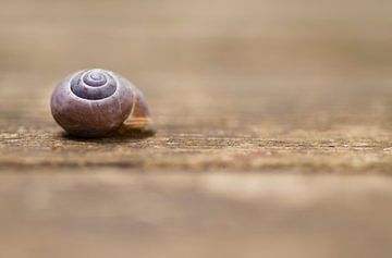 Coquille d'escargot sur Birgitte Bergman