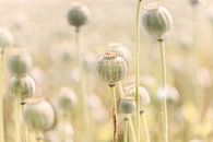 Papaverbollen veld in pastelkleuren van KB Design & Photography (Karen Brouwer) thumbnail