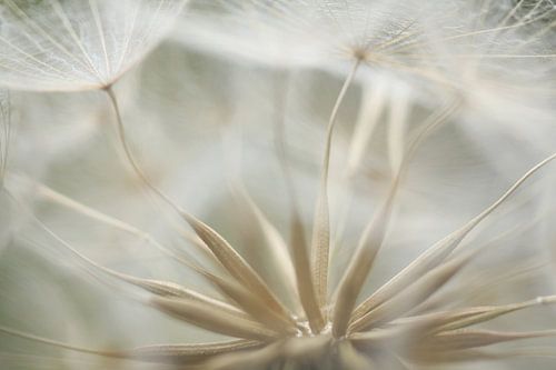 The yellow morning star