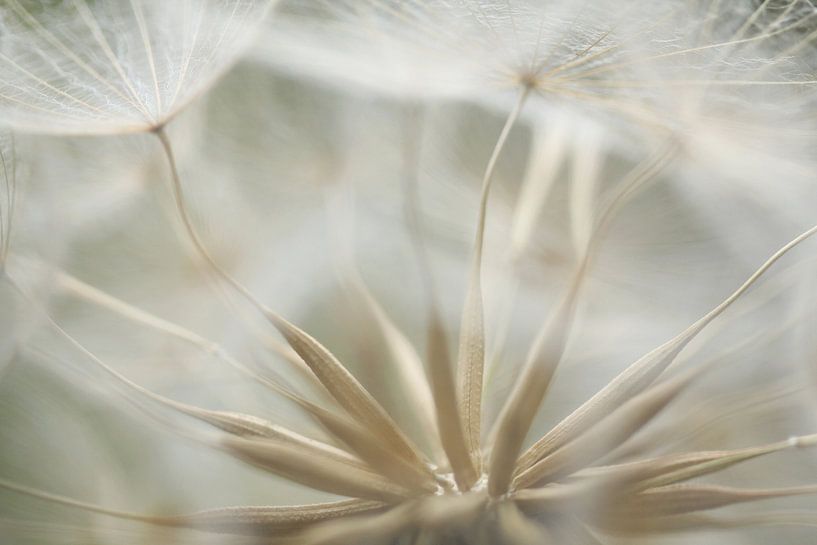 De gele morgenster van Frank Smedts