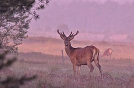 Cerf rouge le matin sur Geert De Graaf