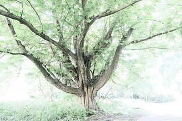 Alter Baum im Gegenlicht