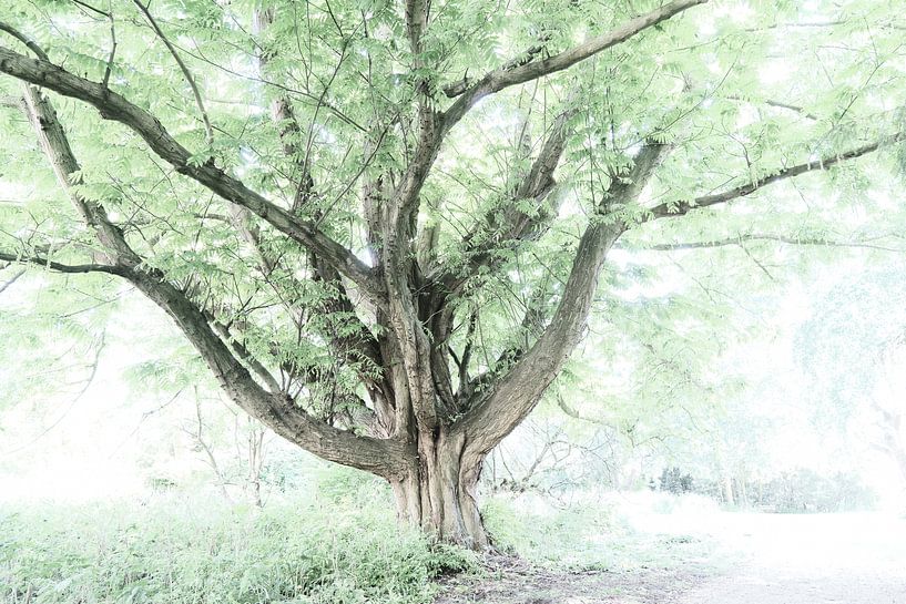 Alter Baum im Gegenlicht von Ronald Smits