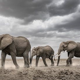 elephant family in a dry landscape by Richard Guijt Photography