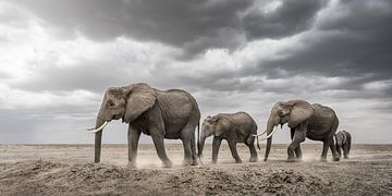 elephant family in a dry landscape
