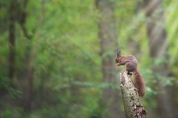 Squirrel in forest by Cindy Van den Broecke