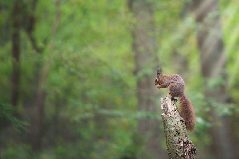 Ecureuil en forêt par Cindy Van den Broecke
