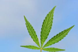 Verse canabisbladeren van Ulrike Leone