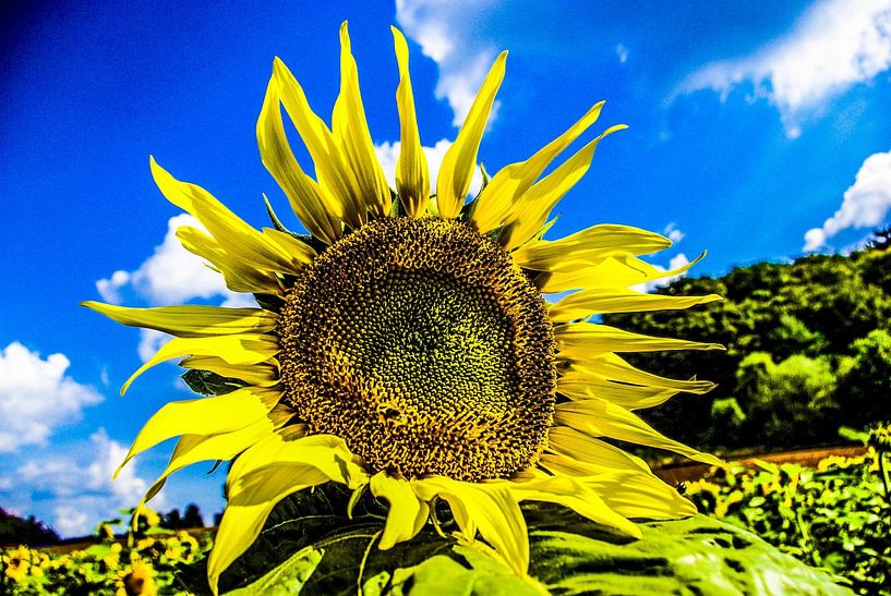 Sunflower 2 by Norbert Sülzner