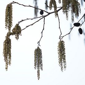 Katerchen am Baum von SW Arts