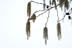 Mannelijke katjes aan de boom