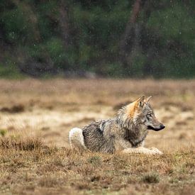 wolf in the netherlands by Roy De vries
