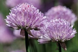 Fleurs de ciboulette sur Christoph Hermann