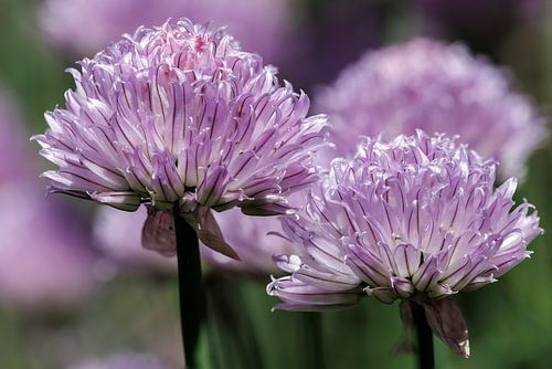 Chive flowers