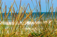 Tall grass