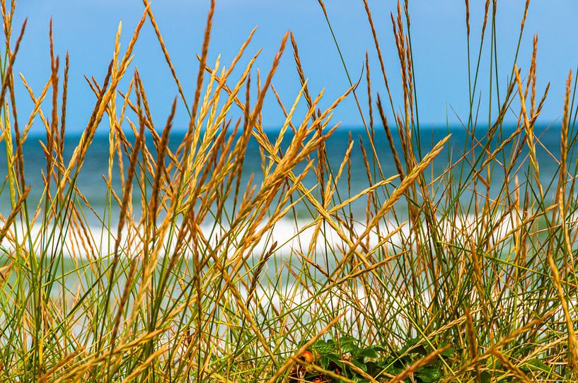 Tall grass by Dennis Carette
