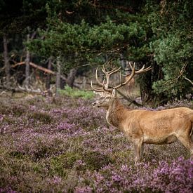 Edelhert op de hoge veluwe von Henrico Scheffel