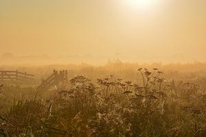 Matin brumeux dans la prairie sur Maurice Kruk