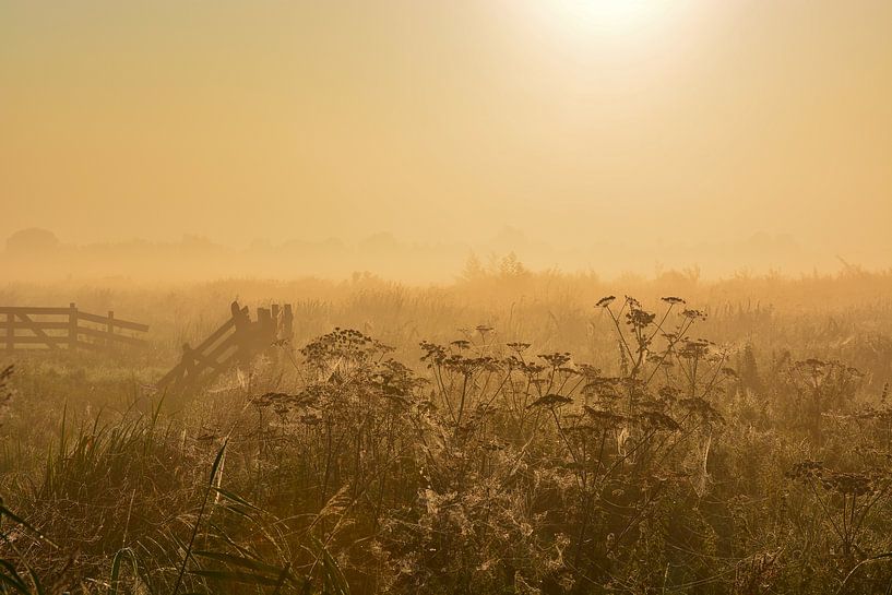 Matin brumeux dans la prairie par Maurice Kruk