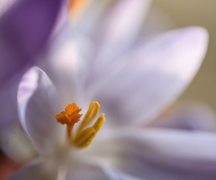 Crocus pestle and stamens, macro crocus stames by Jolanda de Jong-Jansen
