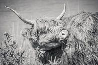 Schotse hooglander, Highlander cow van Michèle Huge thumbnail