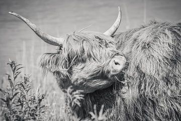 Schotse hooglander, Highlander cow