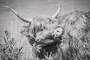 Scottish Highlander, vache Highlander sur Michèle Huge