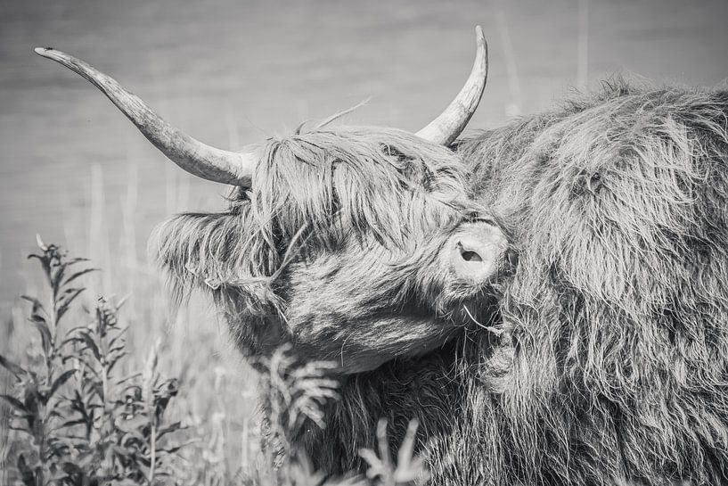 Schotse hooglander, Highlander cow van Michèle Huge